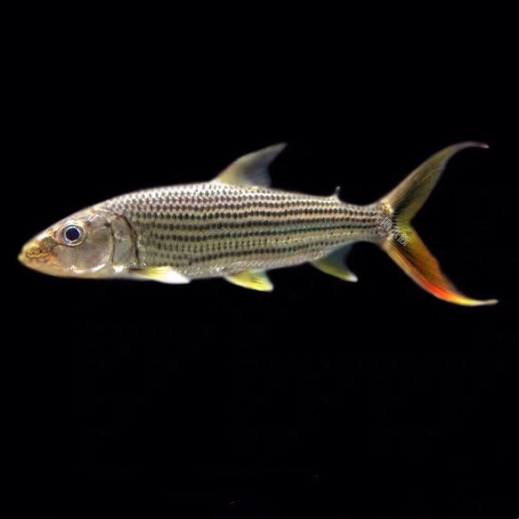 黃金猛魚 Tiger fish ( Hydrocynus vittatus )