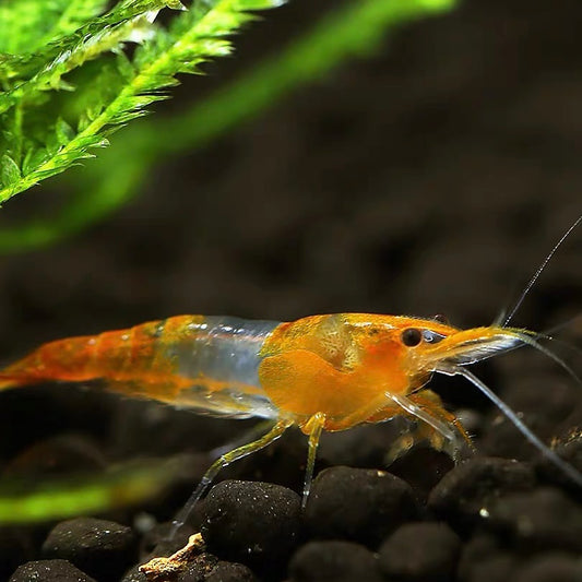 Orange Glass Shrimp/Orange Glass Shrimp Rili Shrimps (Neocaridina denticulata var.) × 10 pieces