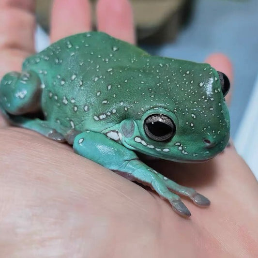 雪花老爺樹蛙 / 白氏樹蛙 Green Tree Frog （ Litoria caerulea ）