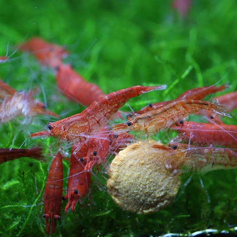 Cherry Shrimp/ Cherry Shrimp (Neocaridina heteropoda) × 25 pieces