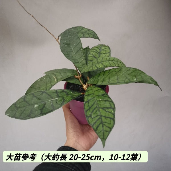 淡味球蘭/西瓜皮毬蘭（ Hoya callistophylla）