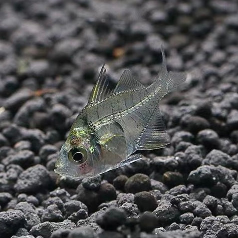 玻璃拉拉 Indian glassfish （Parambassis ranga）