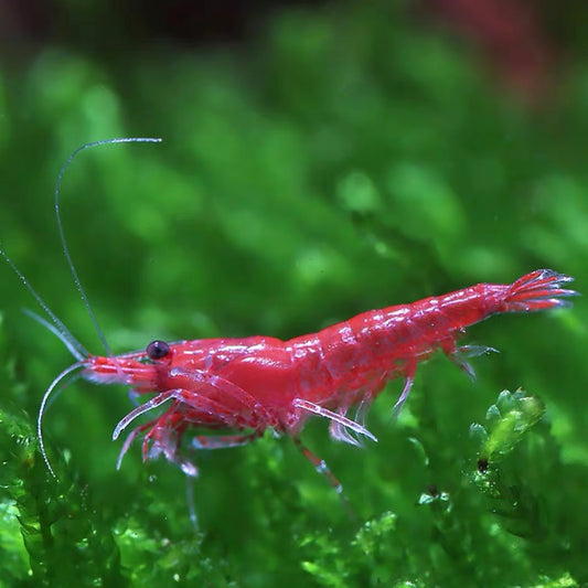 極火蝦 Fire Red Shrimp（ Neocaridina denticulata ）×10隻