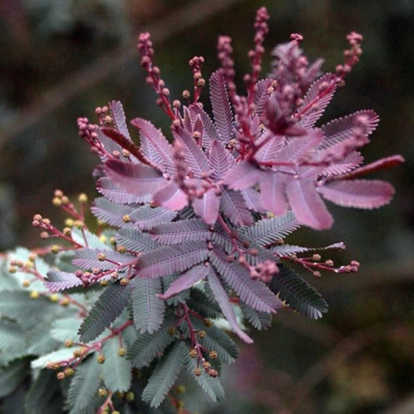 紫葉密羽金合歡 （ Acacia baileyana purpurea ）