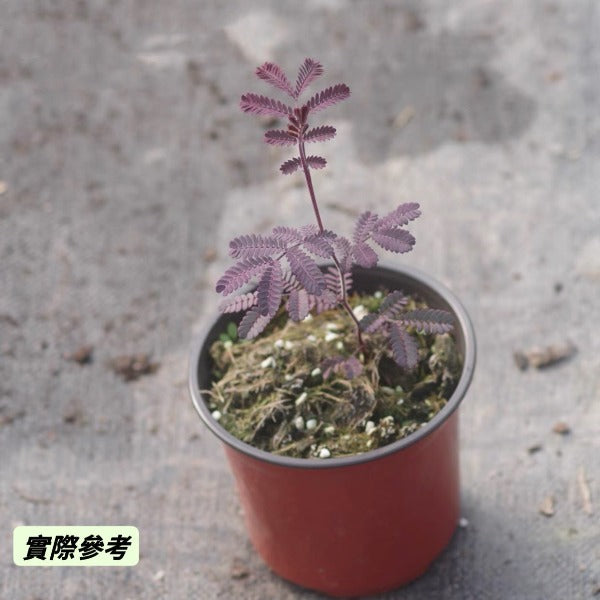 紫葉密羽金合歡 （ Acacia baileyana purpurea ）