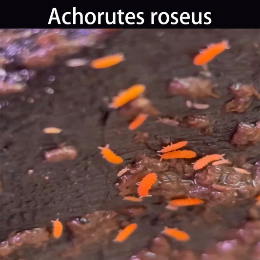 紅疣跳蟲 Red Springtails (Achorutes roseus)