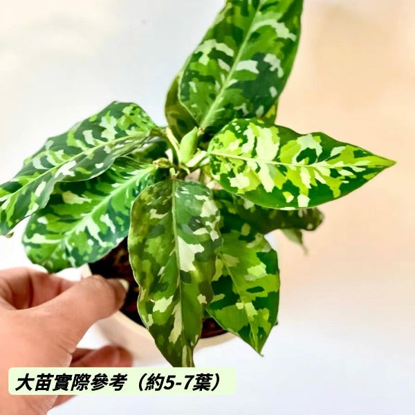 安達曼迷彩三色粗肋草 ( Aglaonema pictum tricolor )