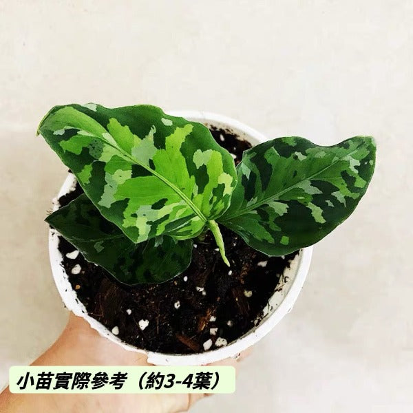 安達曼迷彩三色粗肋草 ( Aglaonema pictum tricolor )
