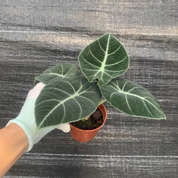 黑天鵝絨海芋 Alocasia reginula ‘ Black Velvet ’