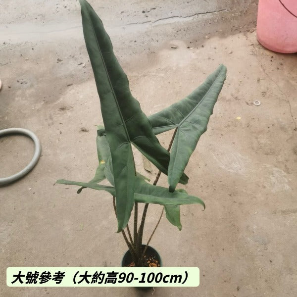 暗紋虎斑海芋 （ Alocasia zebrina 'Reticulata' ）