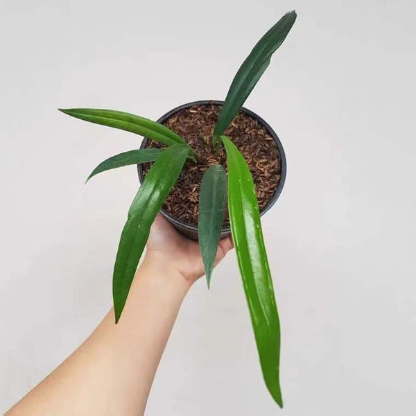 貝克利領帶花燭 ( Anthurium bakeri )