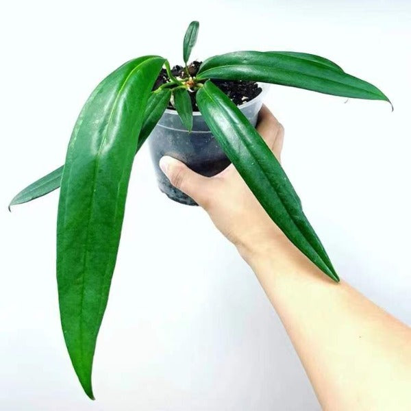 貝克利領帶花燭 ( Anthurium bakeri )