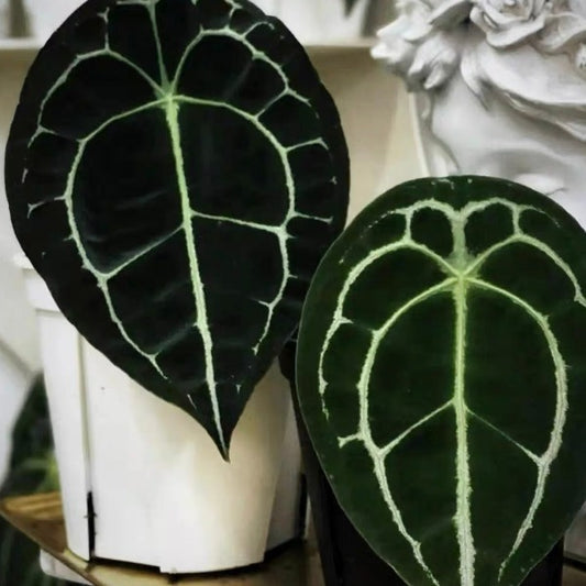 盾葉花燭 ( Anthurium forgetii )