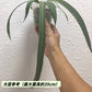 維塔領帶花燭 （ Anthurium vittariifolium ）