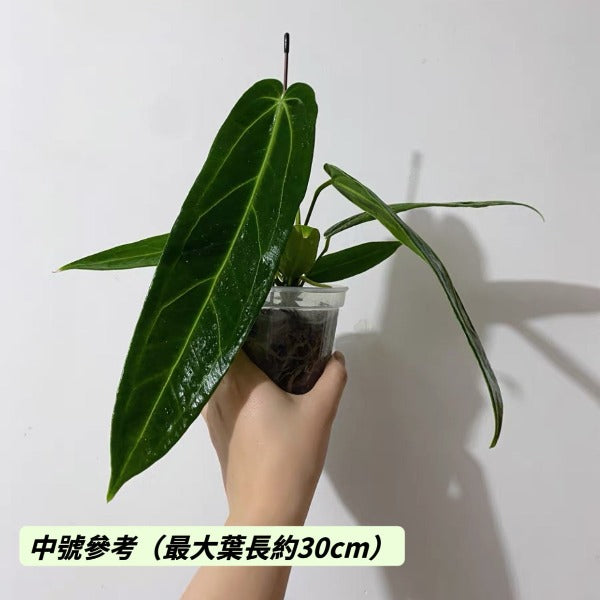 火鶴后花燭 ( Anthurium warocqueanum )