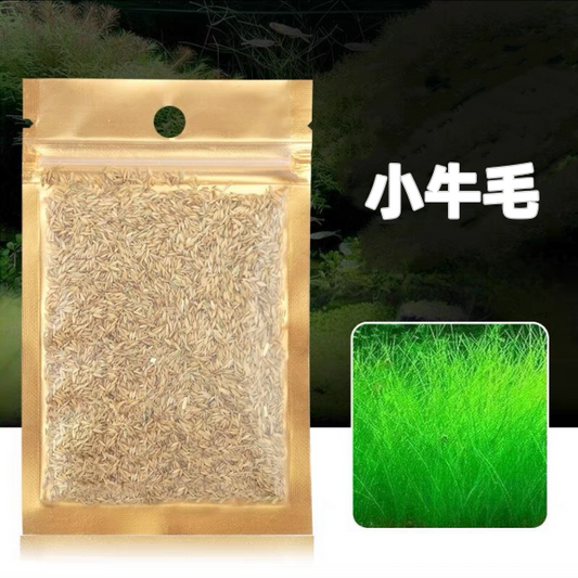 小牛毛草種子 ( Eleocharis acicularis seeds )