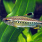 非洲紅眼綠平克燈魚 （ Arnoldichthys spilopterus ）