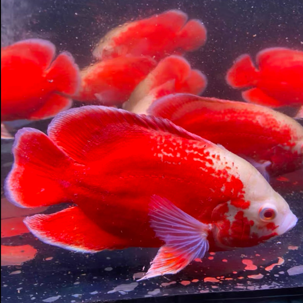 火麒麟地圖 / 火麒麟豬仔魚 ( Astronotus ocellatus 'Fitted Red' )