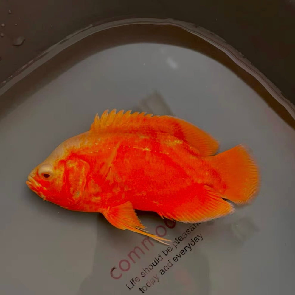 火麒麟地圖 / 火麒麟豬仔魚 ( Astronotus ocellatus 'Fitted Red' )