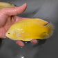 黃化豬仔魚 ( Astronotus ocellatus var. )