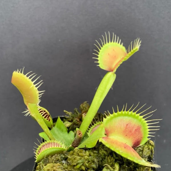 B52捕蠅草 ( Dionaea muscipula ‘ B52 ’ )