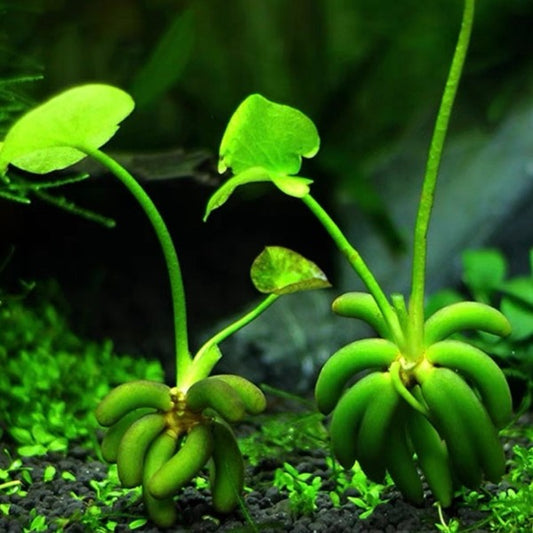 香蕉草 Banana Lily ( Nymphoides aquatica )