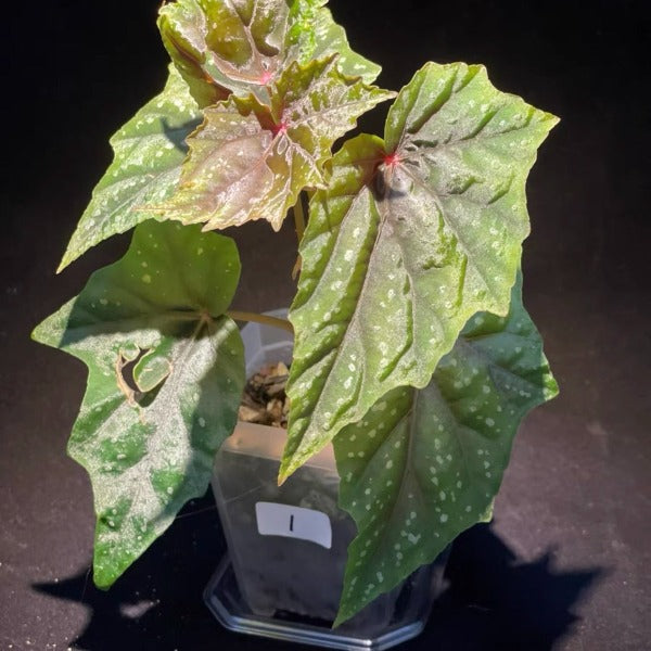 盧貝爾蓋秋海棠 （ Begonia Lubbergai ）