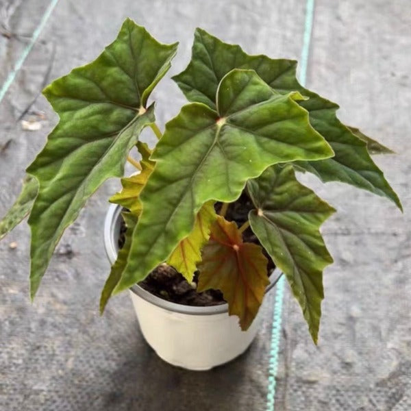 盧貝爾蓋秋海棠 （ Begonia Lubbergai ）