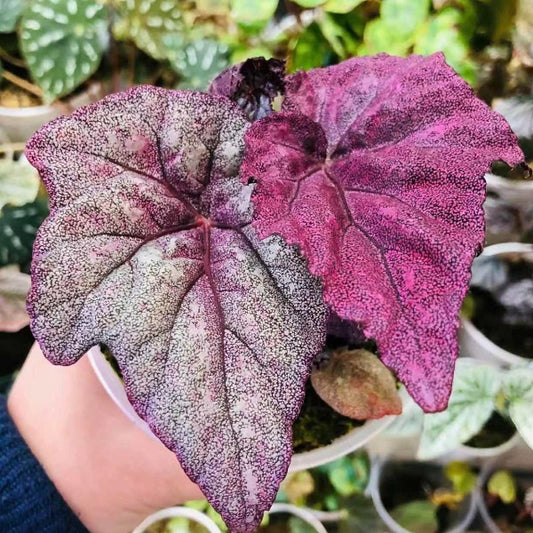 瑪格麗特秋海棠 （ Begonia ‘ Ella marguerite ‘  ）