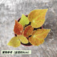 秋之華秋海棠 ( Begonia ‘autumn ember’ )