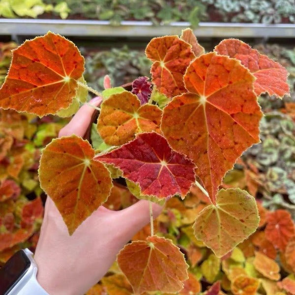 秋之華秋海棠 ( Begonia ‘autumn ember’ )