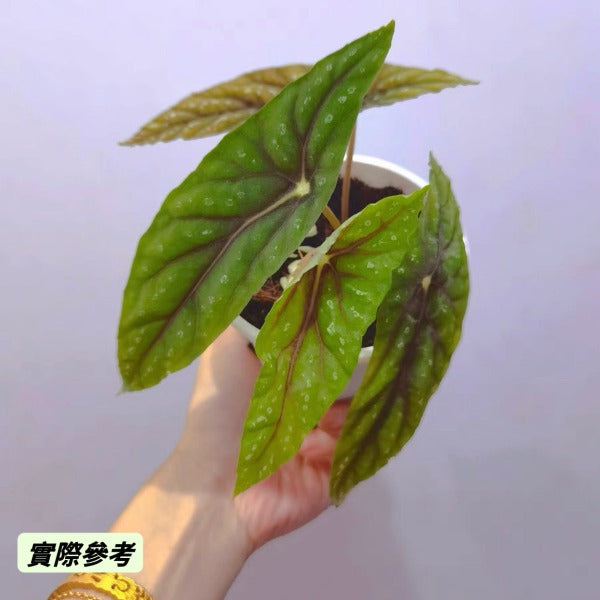 柳伯斯秋海棠 / 雙尖秋海棠 （ Begonia lubbersii ）