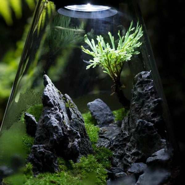 Bioloark 水滴形生態瓶