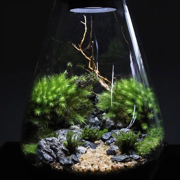 Bioloark 水滴形生態瓶