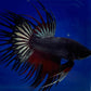 黑獅王鬥魚 / 冠尾鬥魚 Black CT Betta （ Betta splendens ‘ Crowntail ’）
