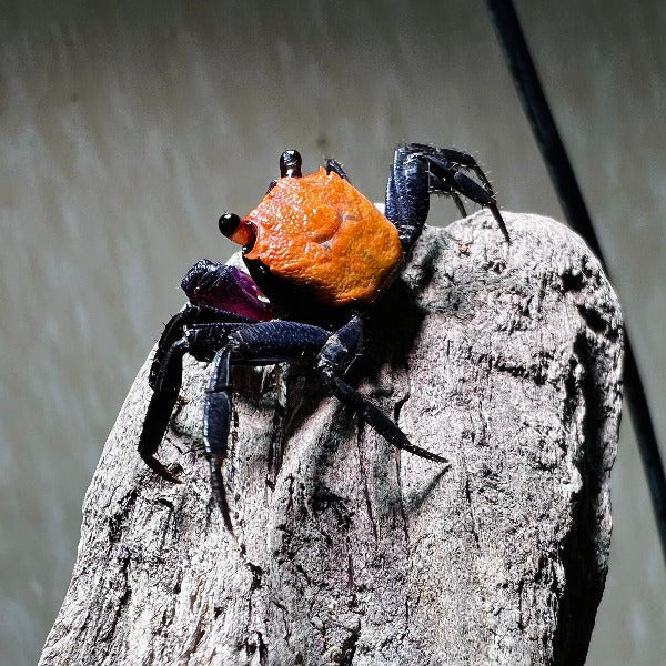 甜橙惡魔蟹 Black Leg Vampire Crab (Geosesarma sp. Black Leg)