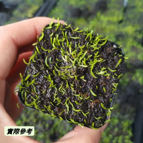 雙鱗片狸藻 Bladderwort（ Utricularia bisquamata ）
