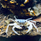 藍玉蟹 Blue Jade Crab ( 可全水養）