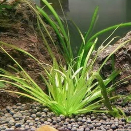 日本簀藻 (  Blyxa japonica )