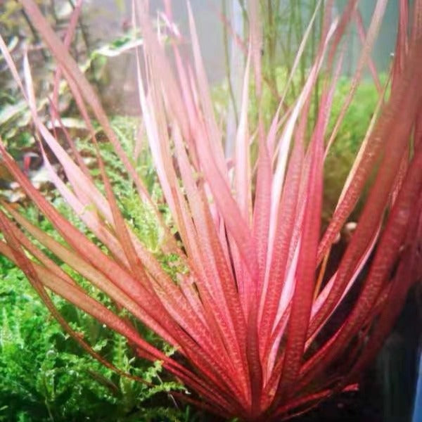 紅簀藻  (  Blyxa sp. ‘Roban’ )