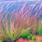 紅簀藻  (  Blyxa sp. ‘Roban’ )