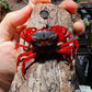 蝴蝶蟹 蝶紋內陸溪蟹（可全水養） Butterfly Crab (Neilupotamon papileonaceum)