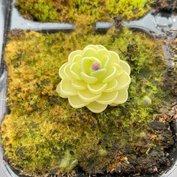 愛絲捕蟲堇 Butterworts (Pinguicula esseriana)