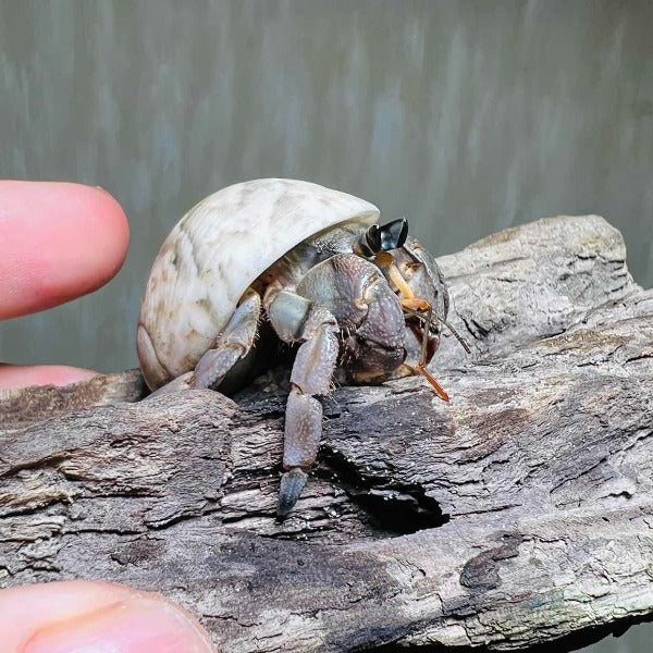 灰白寄居蟹 Wrinkled Land Hermit Crab ( Coenobita rugosus )