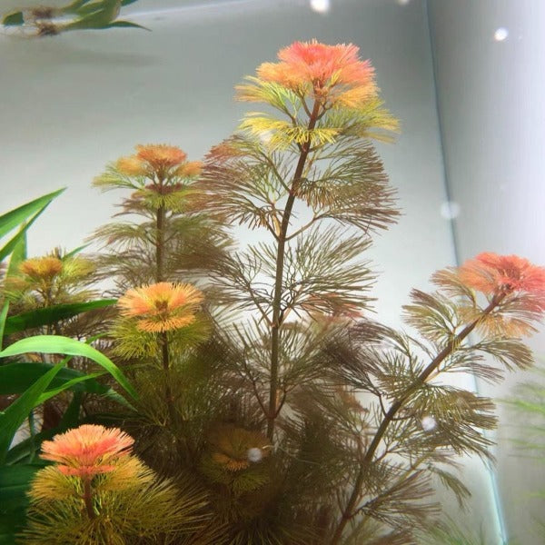 紅菊 ( Cabomba piauhyensis )
