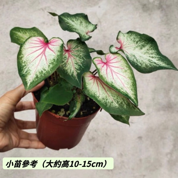 害羞新娘彩葉芋（ Caladium bicolor ‘ Blushing bride ’ ）