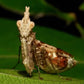 索氏角螳螂 ( Ceratomantis saussurii )