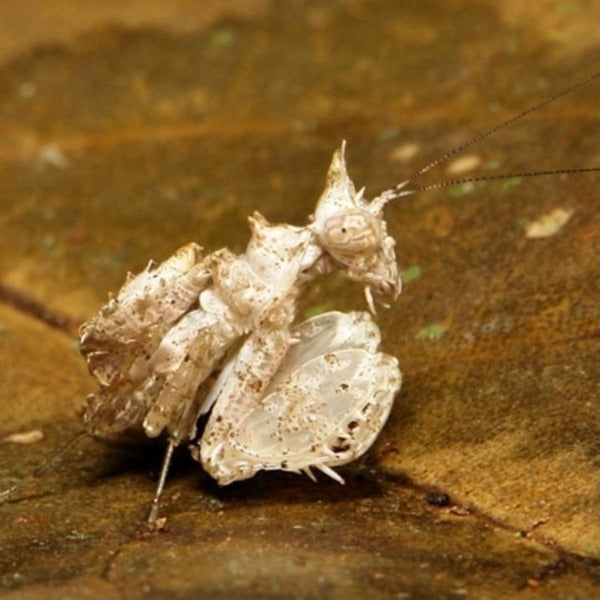 索氏角螳螂 ( Ceratomantis saussurii )
