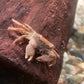  櫻桃蟹 ( Parapyxidognathus deianira )