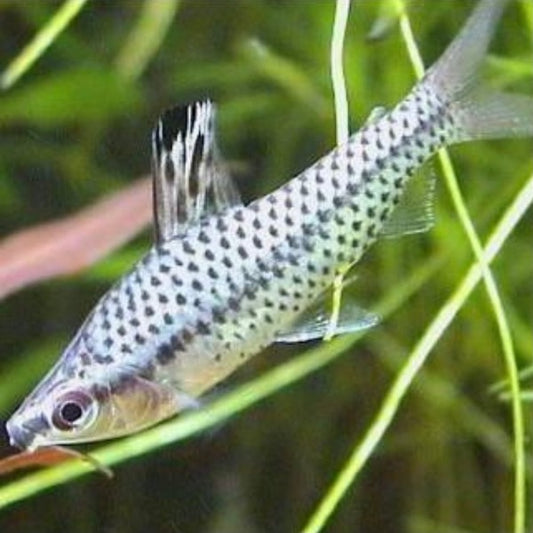 網球燈魚 （Chilodus punctatus ）